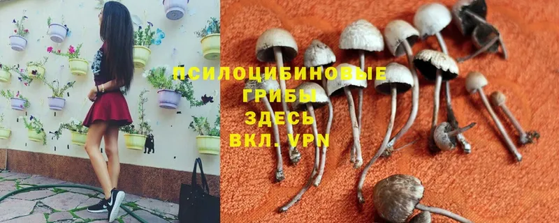 Псилоцибиновые грибы Cubensis  хочу   Балахна 